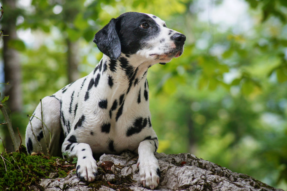 Активность влияет на то, сколько проживет далматинец