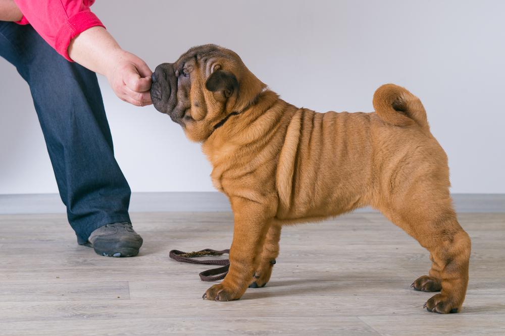 Рацион домашнего приготовления для шарпея