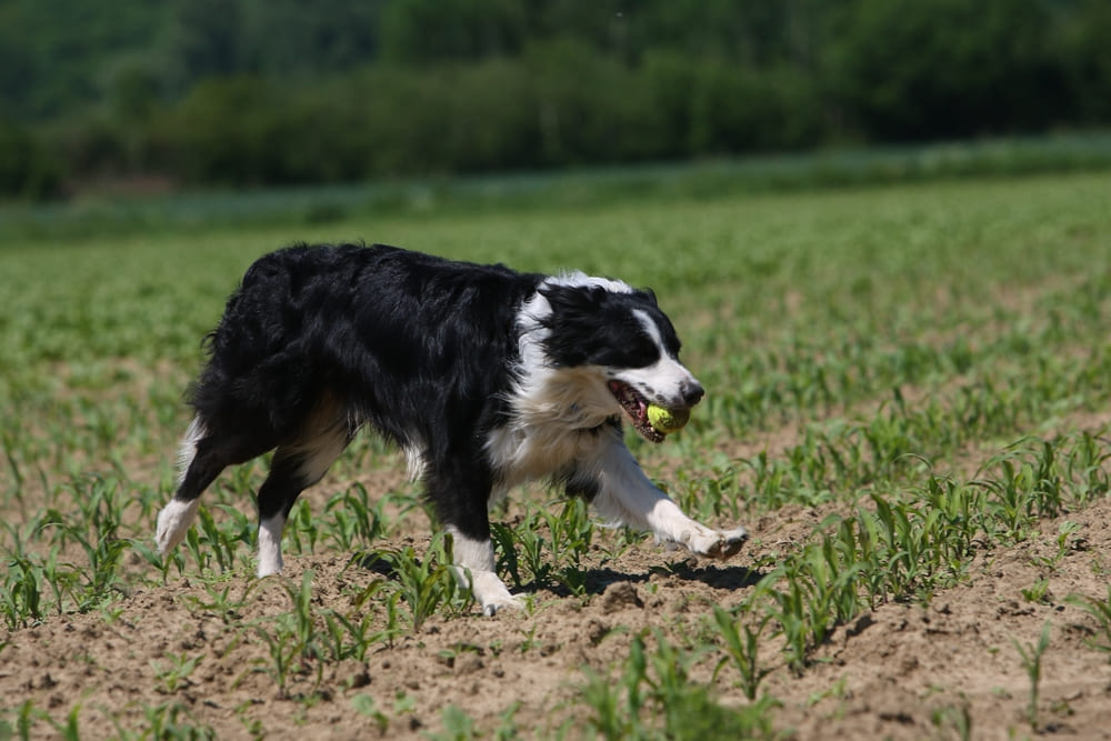 Вязка бордер-колли проходит в несколько этапов