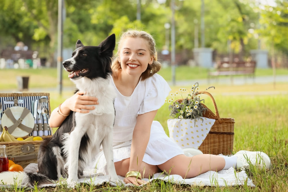 Продолжительность жизни бордер-колли можно увеличить посредством кастрации