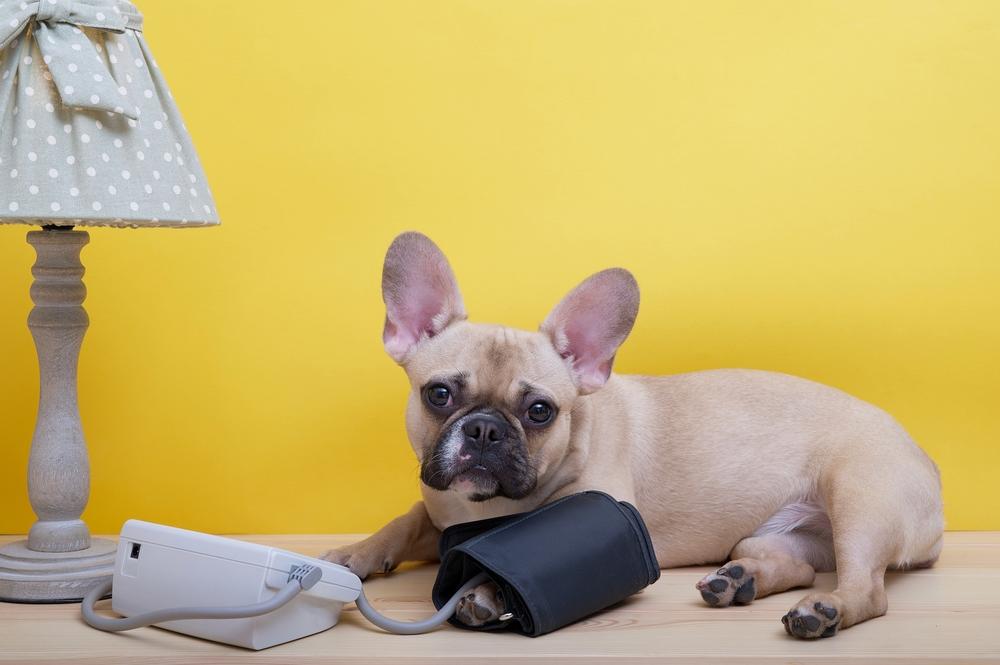 Показатели артериального давления у собак