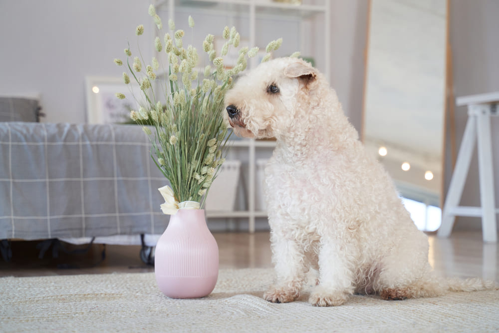 Ирландский пшеничный терьер