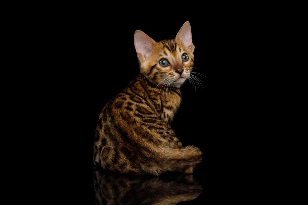 Почему у кота дергается спина Почему у кота дергается спина