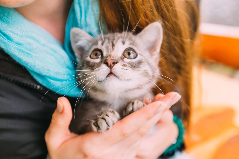 Что делать, если кошка издает странные звуки Что делать, если кошка издает странные звуки