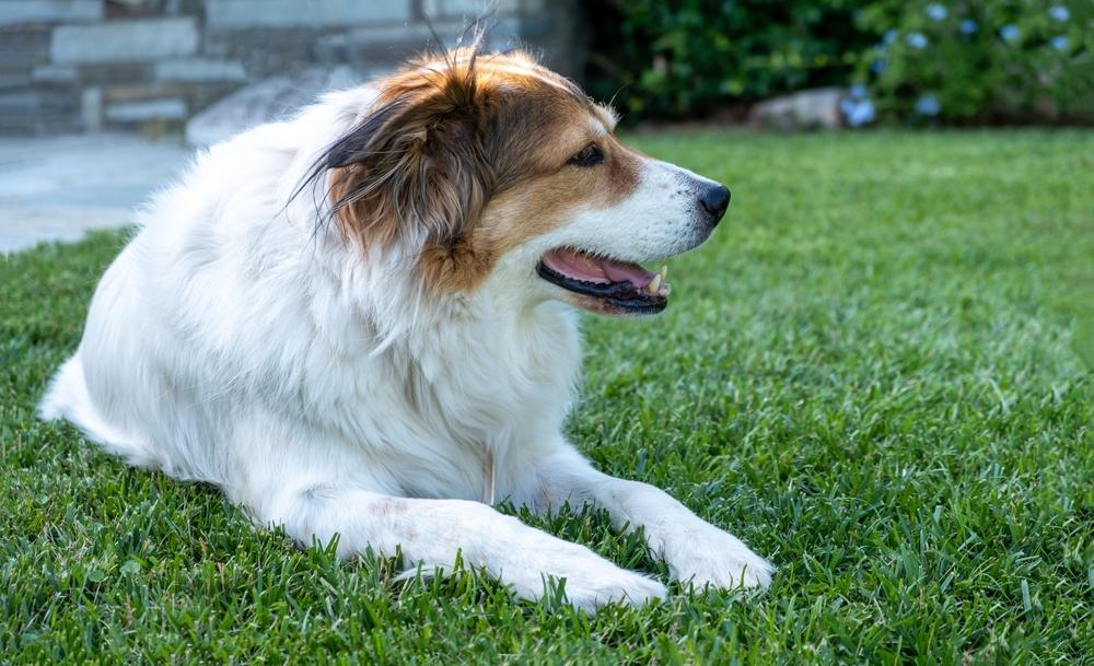 Выгул и активность греческой овчарки 
