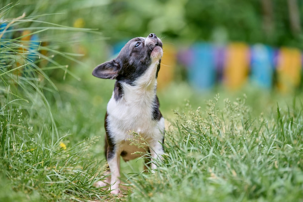 Болезнь чихуахуа может проявляться кашлем