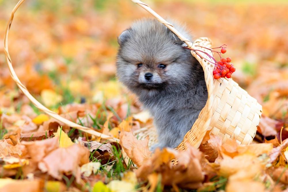 Редкие и запрещенные окрасы померанских шпицев: соболиный волчий Редкие и запрещенные окрасы померанских шпицев: соболиный волчий