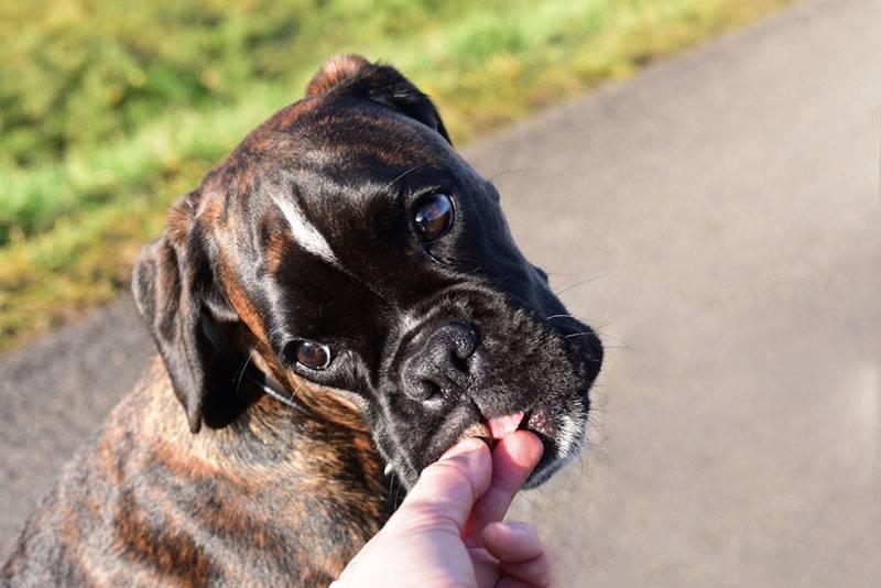 Собаки из отечественных фильмов: немецкий боксер Собаки из отечественных фильмов: немецкий боксер