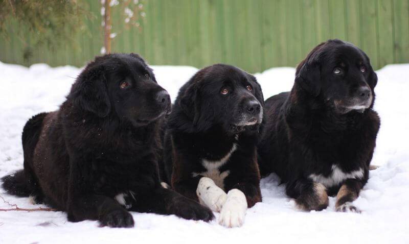 Характер алтайской овчарки