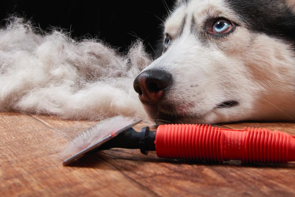Как часто вычесывать собаку во время линьки