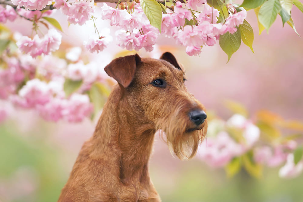 Если ирландский терьер не участвует в разведении, его кастрируют