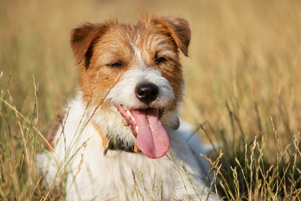 Течка у джек-рассел-терьера сопровождается некоторыми особенностями