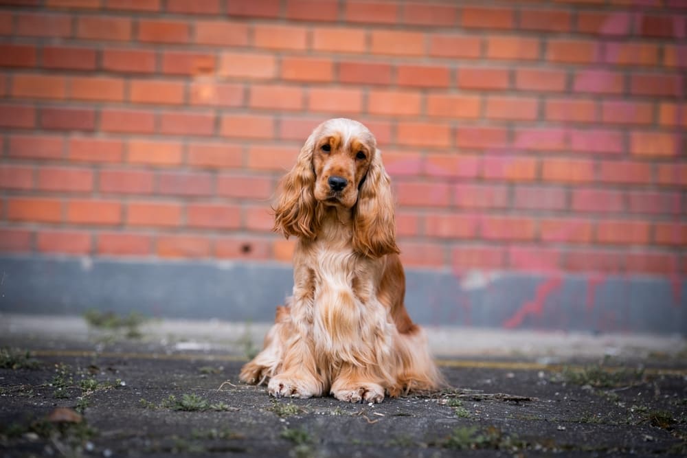 Кормление влияет на то, сколько проживет английский кокер-спаниель