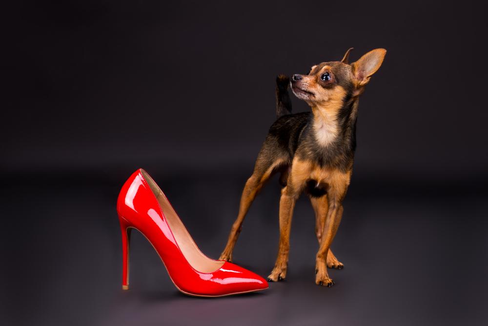 Иностранные имена для девочки той-терьера Иностранные имена для девочки той-терьера