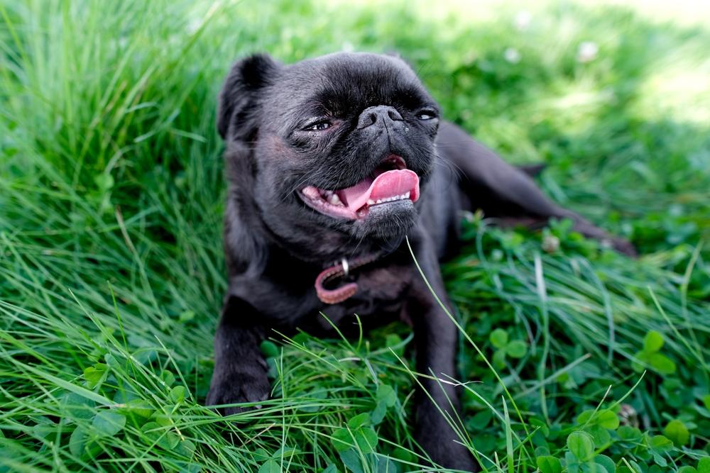 Какой характер у мопса черного цвета?