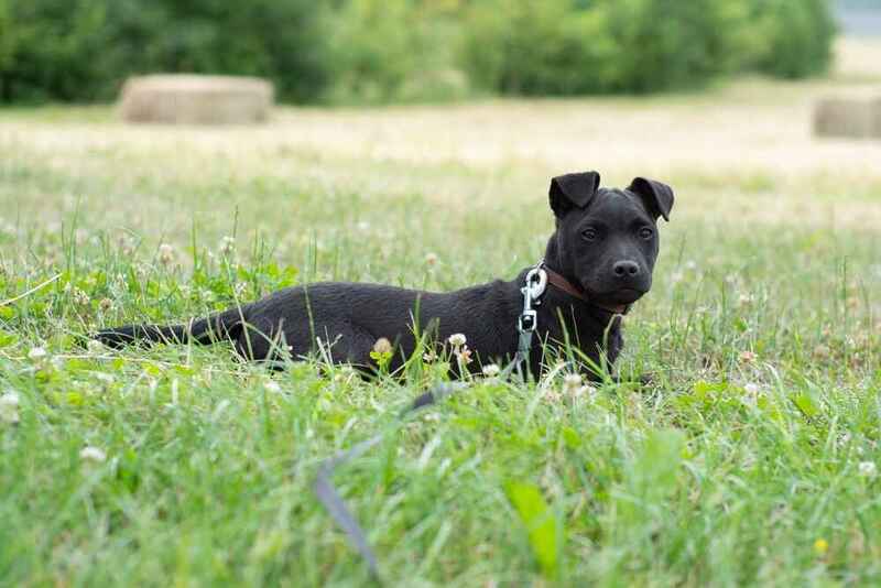 Сколько средств уходит на паттердейл-терьера?