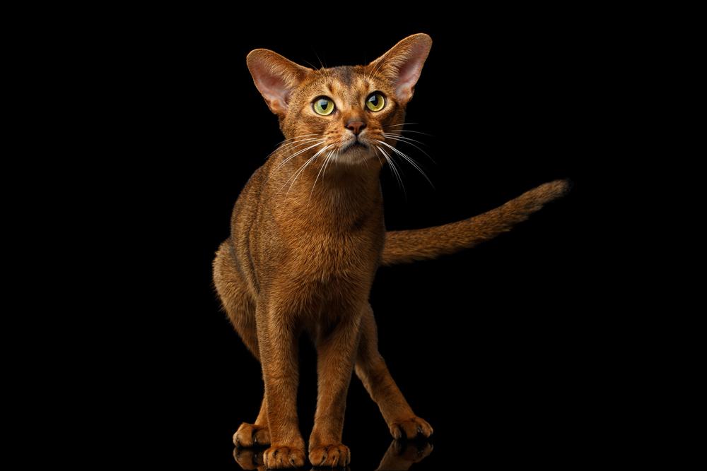 Кошки с зелеными глазами из сиамо-ориентальной группы: абиссинская Кошки с зелеными глазами из сиамо-ориентальной группы: абиссинская