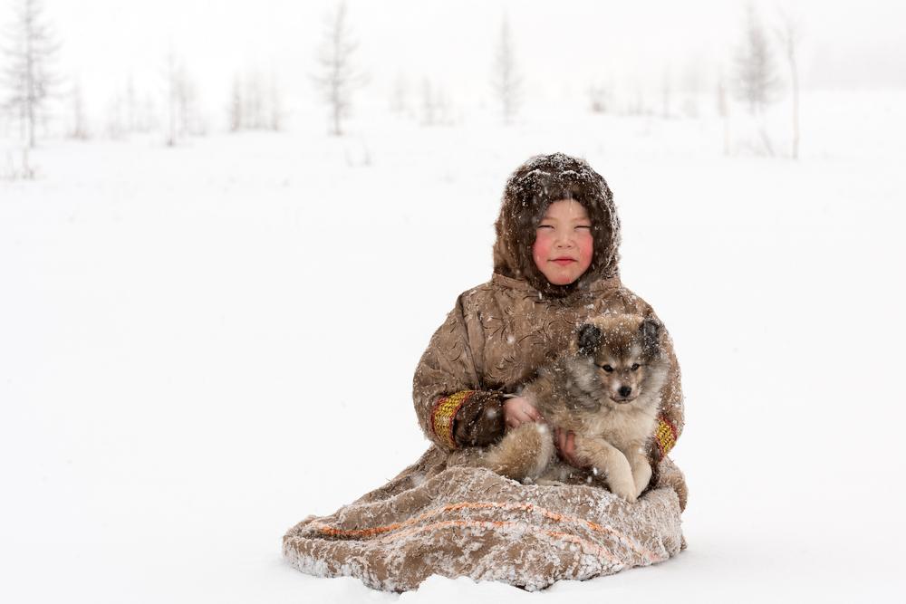 Советы по выбору щенка ненецкой оленегонной лайки