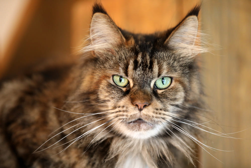 Надо знать, сколько длится беременность у мейн-куна