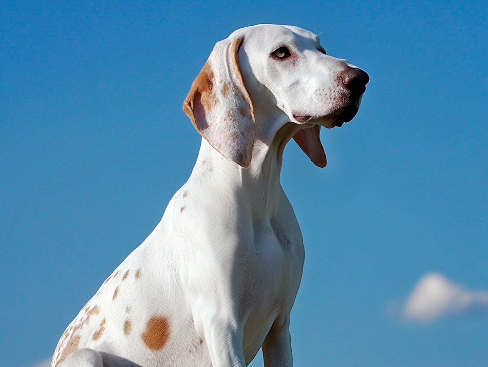 Порода собак под названием порселен