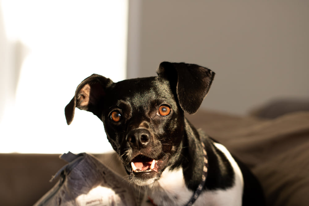 Бразильские терьеры нуждаются в сбалансированном рационе