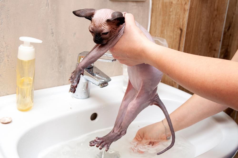 Какие породы кошек любят купаться в воде: сфинксы