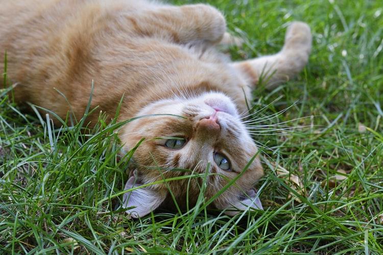 кошка ест траву, чтобы очистить желудок