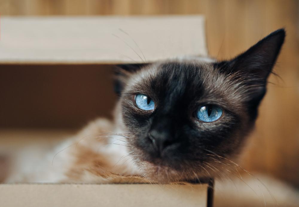 Характеры кошек по породам