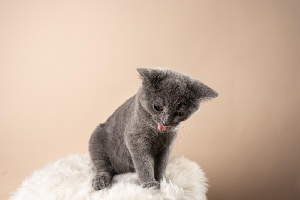 Симптомы сердечных заболеваний у кошки