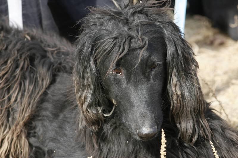 Здоровье и болезни тайгана