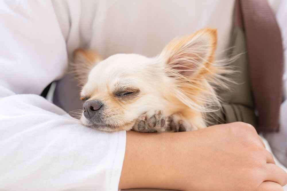 Владельцу надо понимать, сколько длится беременность у чихуахуа и какие меры нужно принять после родов