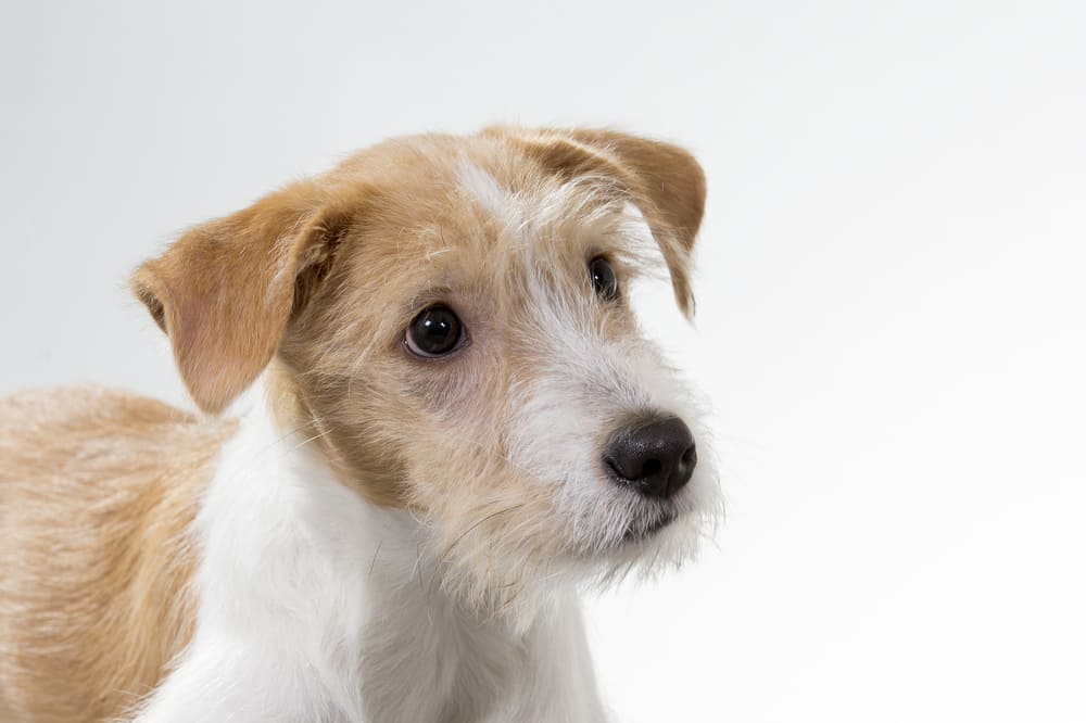 Кромфорлендер нуждается в уходе