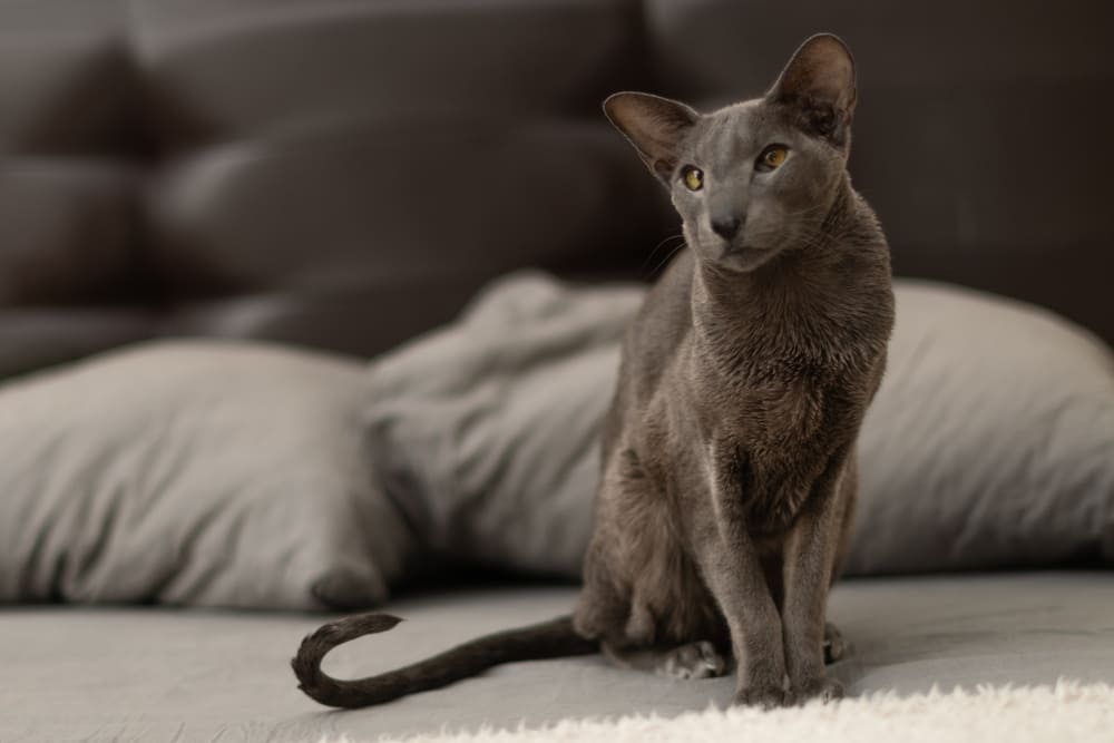 Владельцу интересно, сколько живут ориентальные кошки по человеческим меркам