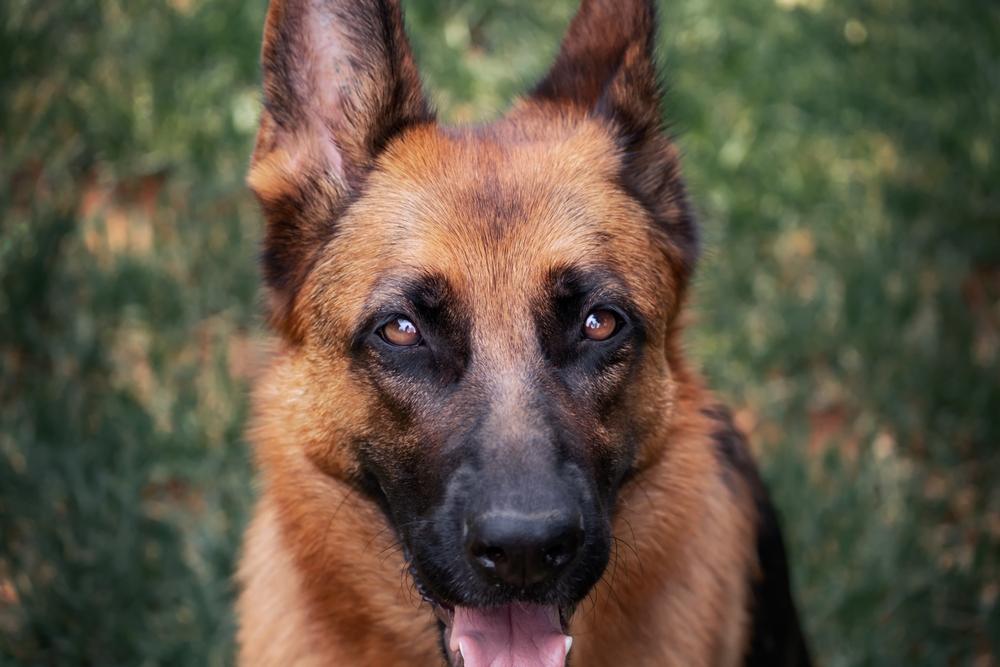 Какое здоровье у рабочих немецких овчарок?