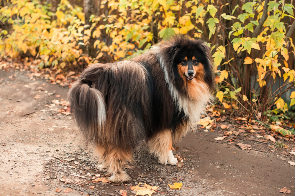 Чтобы наладить контакт с колли, нужно применять дружелюбный тон