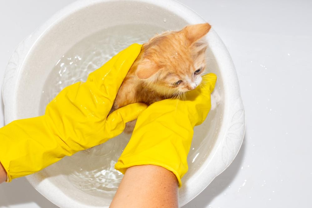Как правильно купать котенка