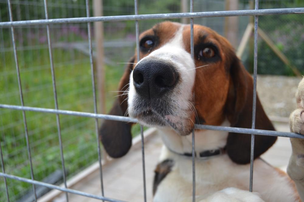 Содержание финской гончей 