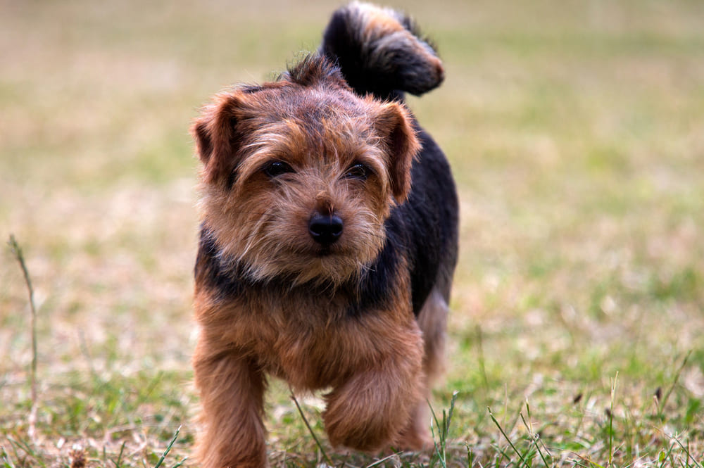 Норфолк-терьер подходит для содержания в квартире
