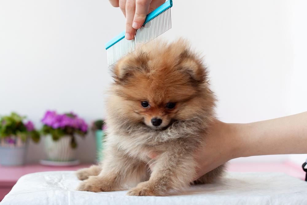 Окрасы померанских шпицев, разрешенные FCI: оранжевый соболь Окрасы померанских шпицев, разрешенные FCI: оранжевый соболь