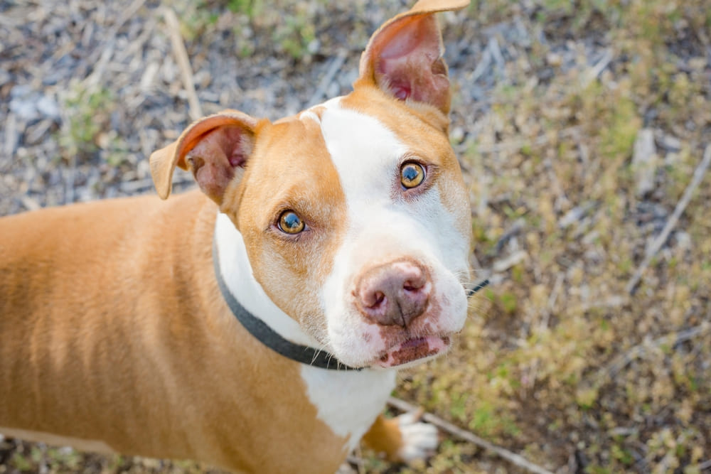 Беременность питбуля длится примерно 9 недель