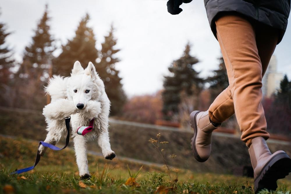 Какова внешность белых хаски?