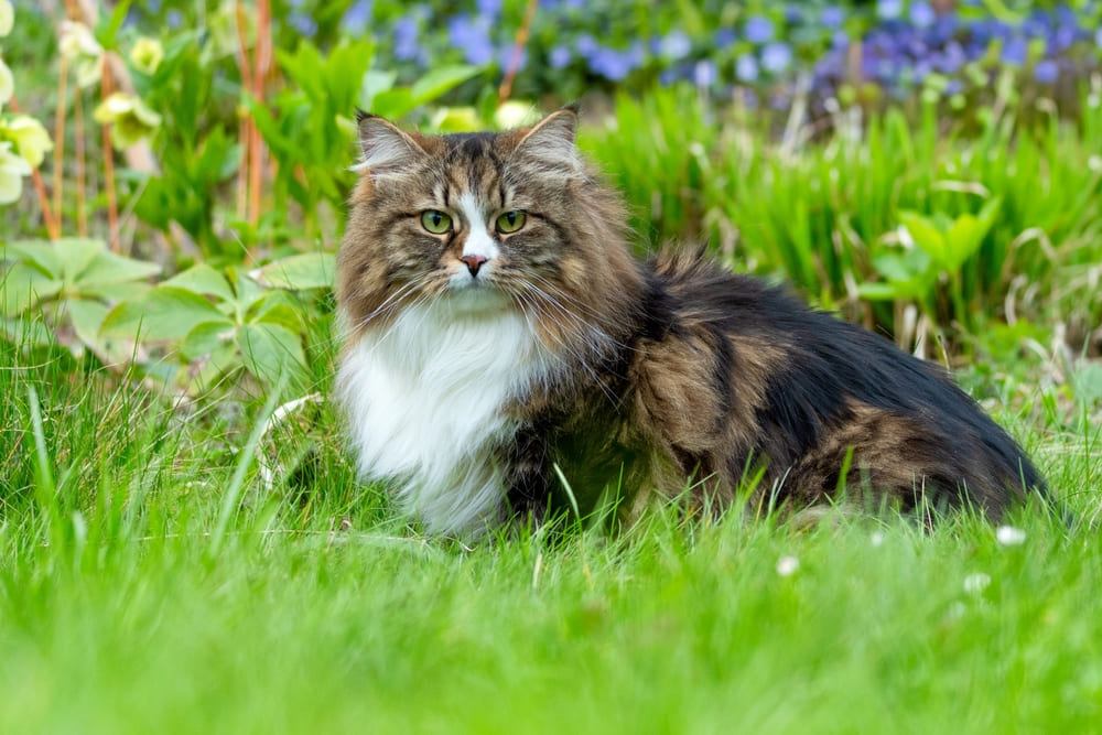 Питание влияет на то, сколько весит сибирская кошка
