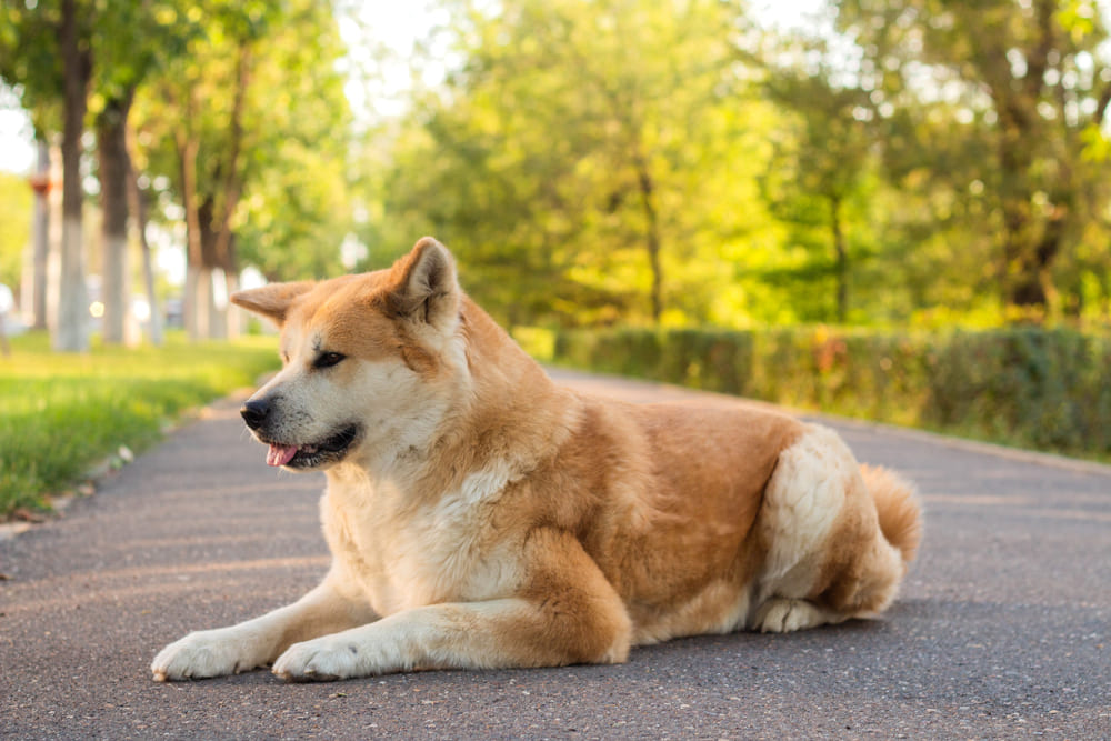 Рацион влияет на продолжительность жизни акита-ину