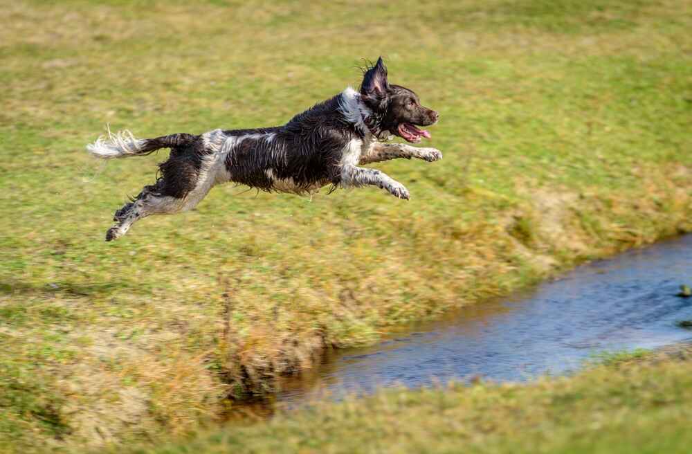 Английский спрингер прыгает