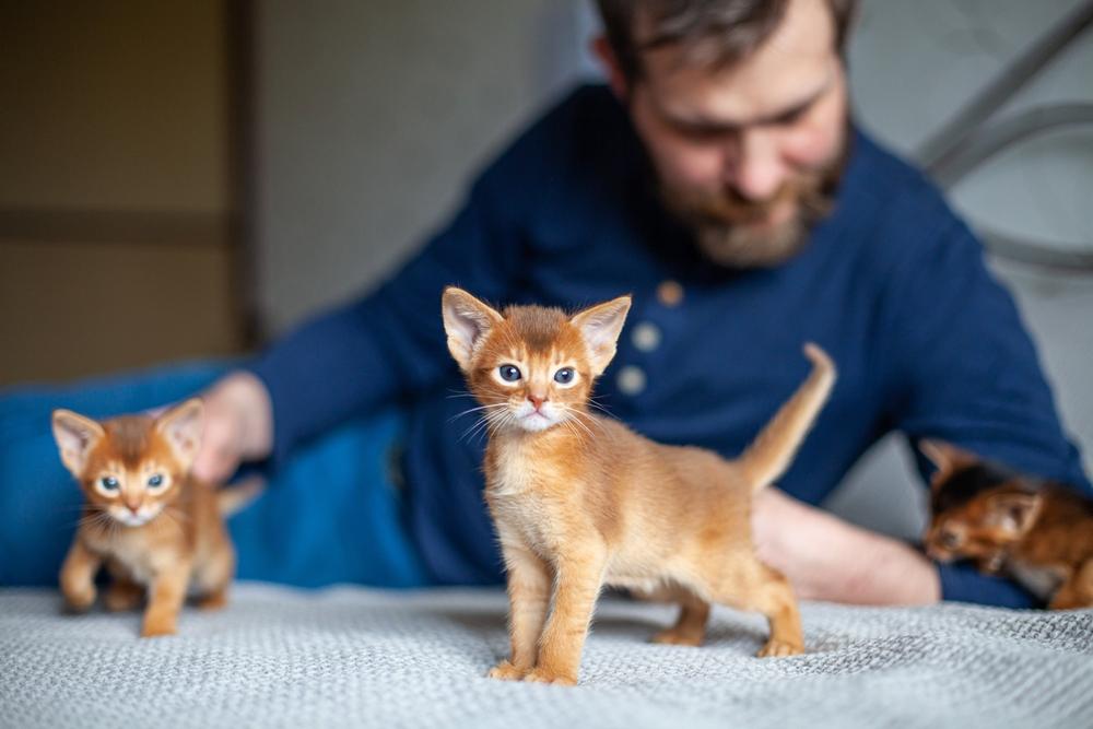Почему проявляется аллергия на абиссинских и других кошек?