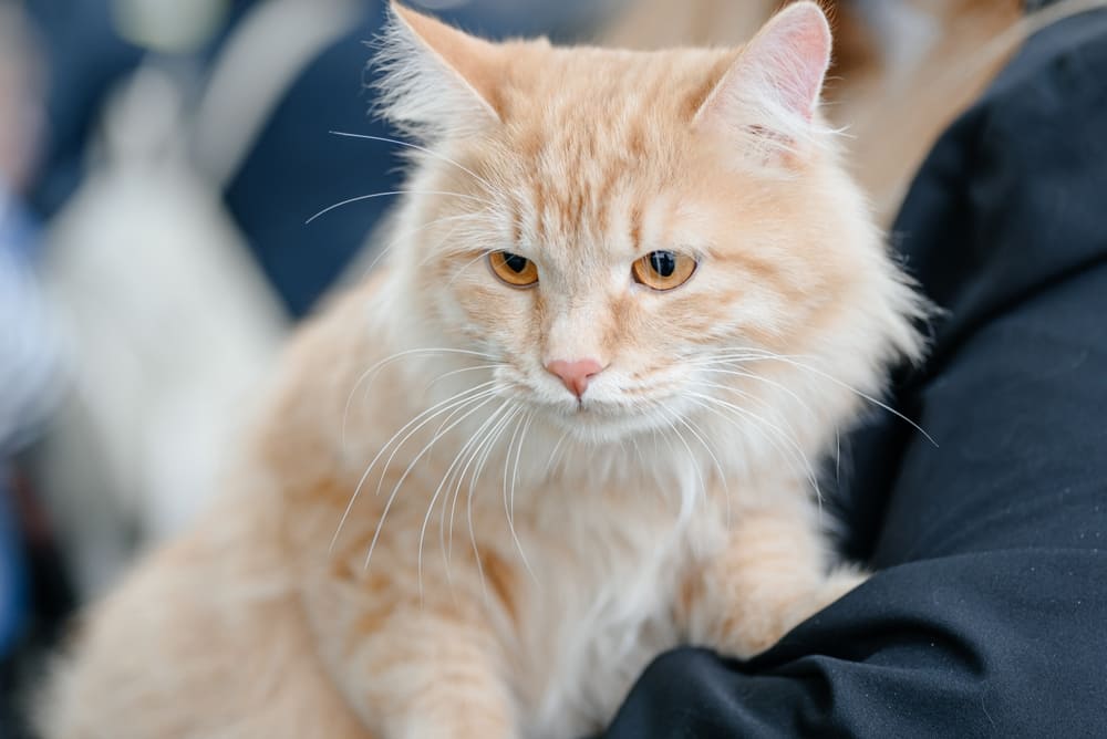 Ожирение влияет на то, сколько проживет курильский бобтейл