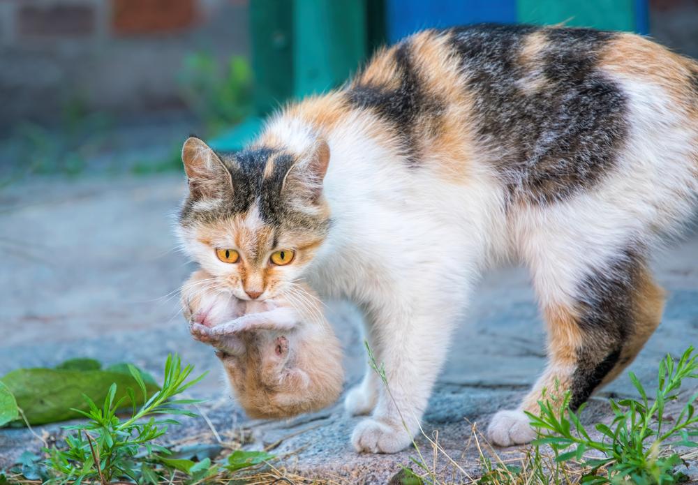 Куда можно пристроить котенка? 