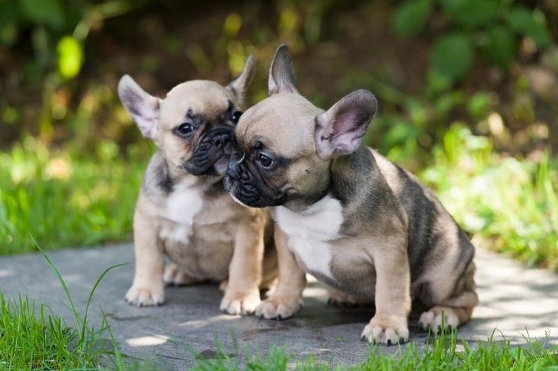 Аллергия на щенков французских бульдогов появляется редко