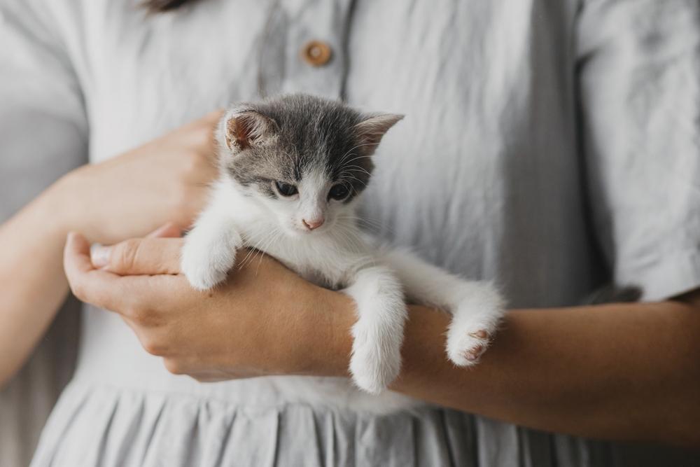 Какую кошку завести для семей с детьми?  Какую кошку завести для семей с детьми?