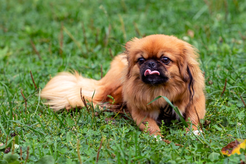 Пекинесу требуются гигиенические процедуры